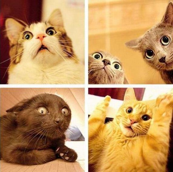 funny-pictures-301