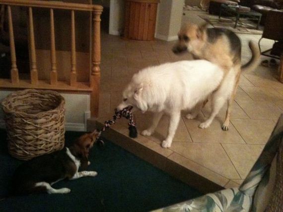 funny-pictures-303
