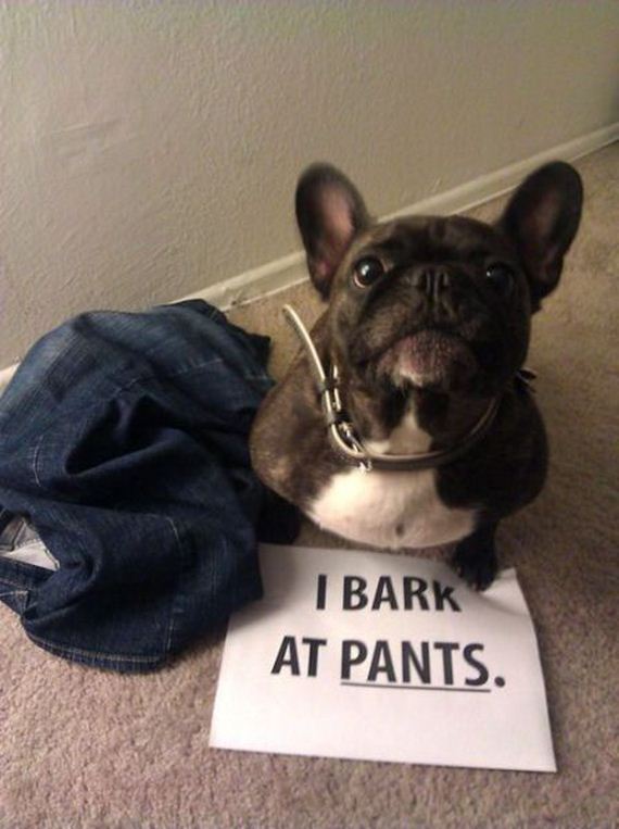 funny-pictures-303