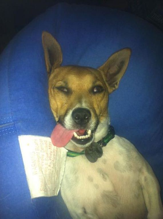 funny-pictures-303