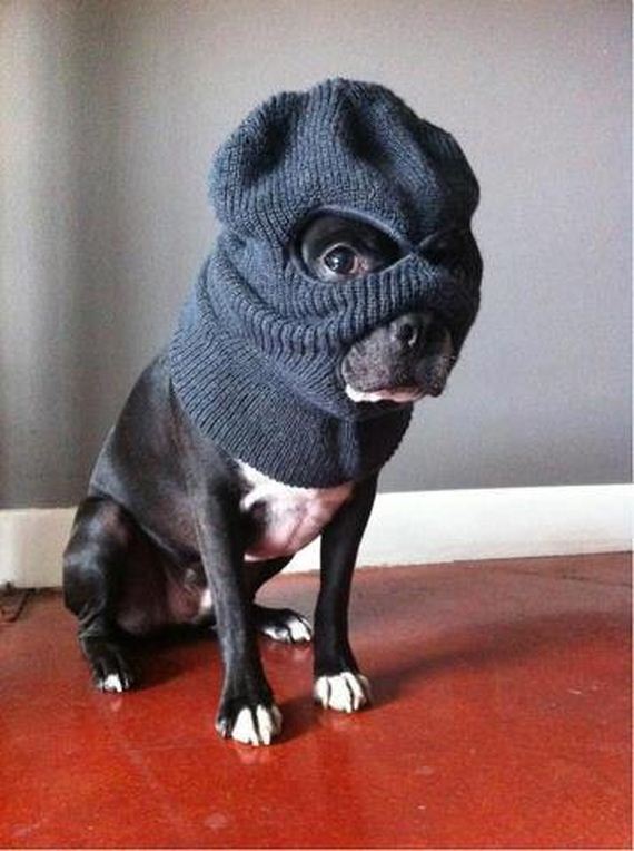 funny-pictures-303