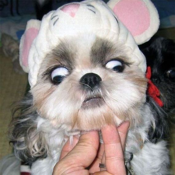 funny-pictures-304