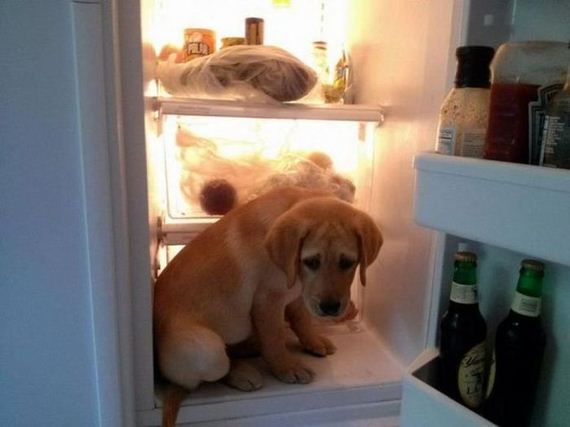 funny-pictures-304