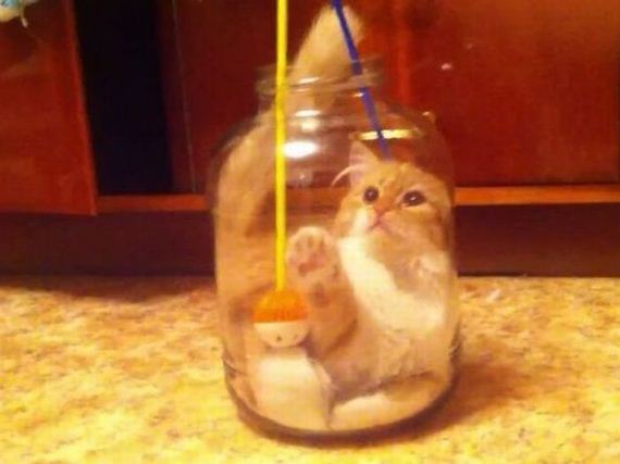 funny-pictures-312