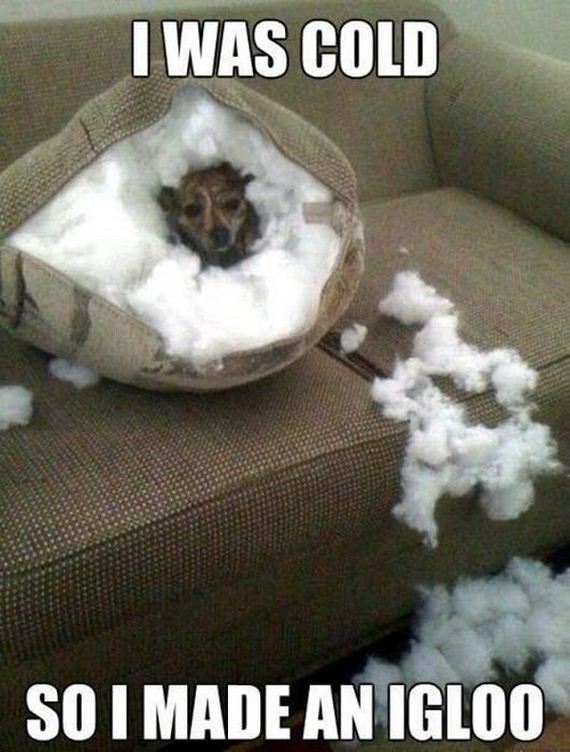 funny-pictures-313