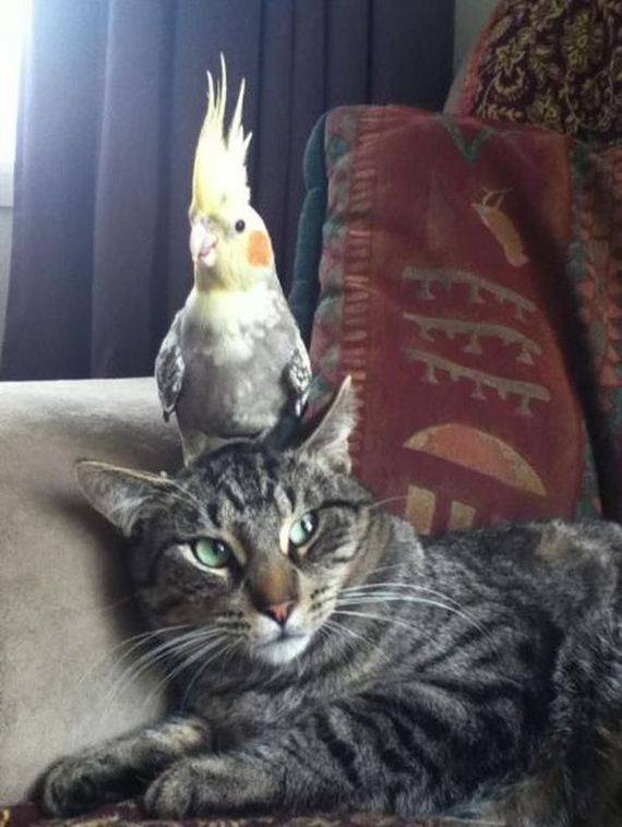 funny-pictures-313