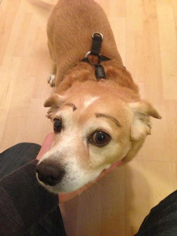 funny-pictures-313
