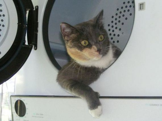 funny-pictures-314