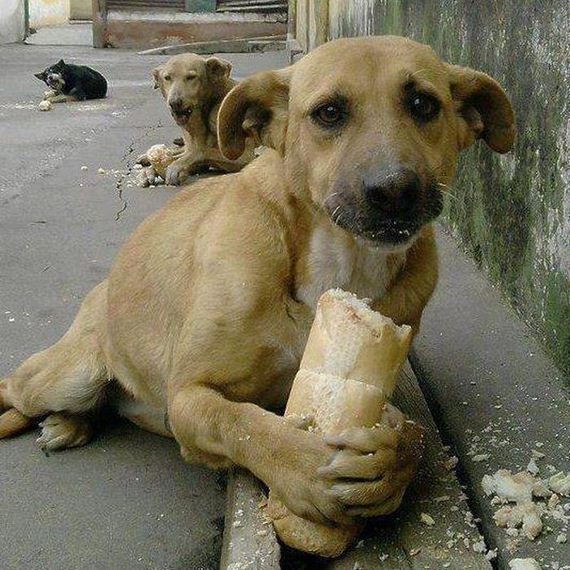 funny-pictures-320