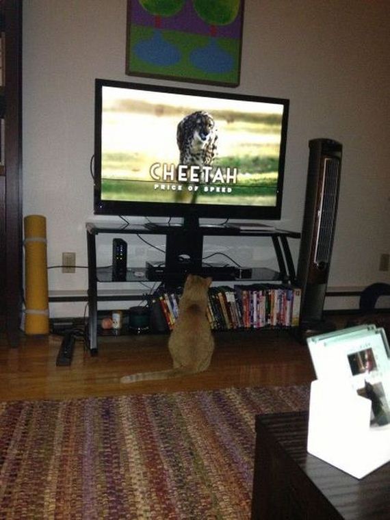 funny-pictures-320