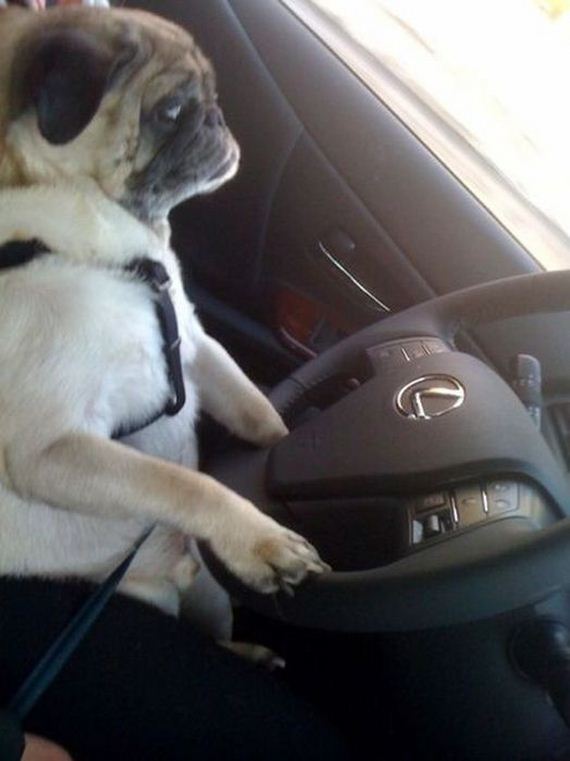funny-pictures-322