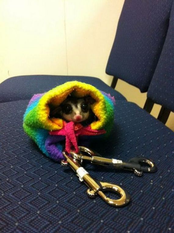funny-pictures-322
