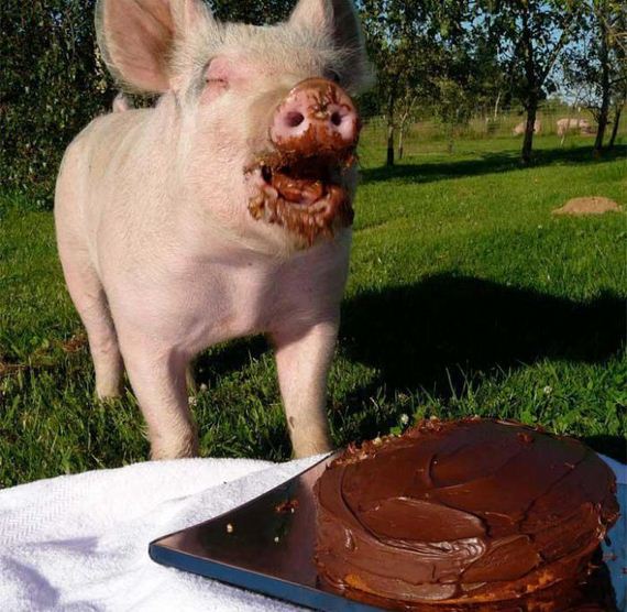 funny-pictures-324