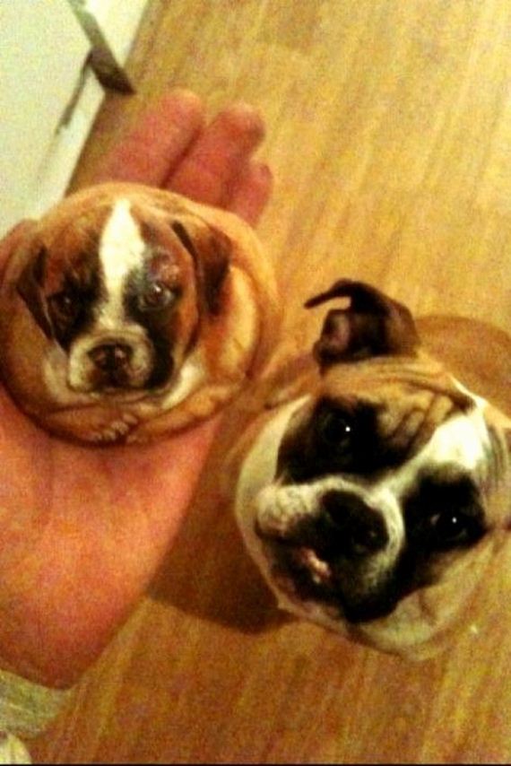 funny-pictures-324
