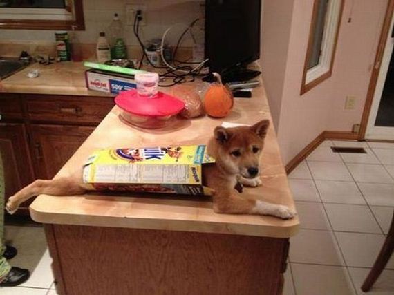 funny-pictures-324