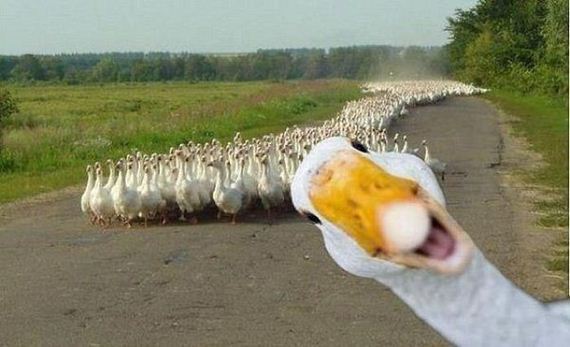 funny-pictures-329