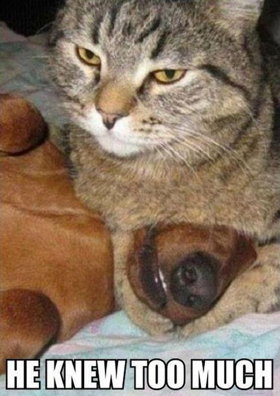 funny-pictures-329
