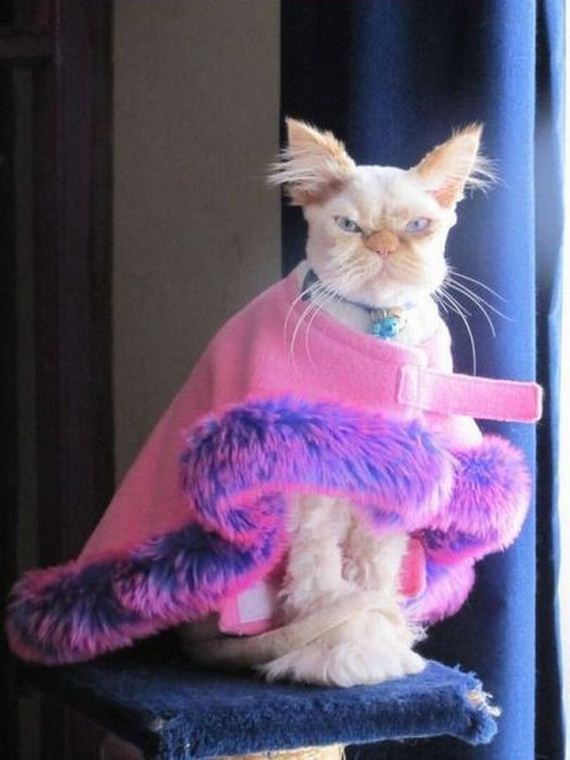 funny-pictures-329