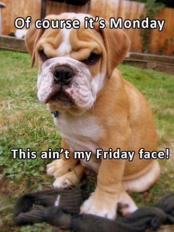funny-pictures-330