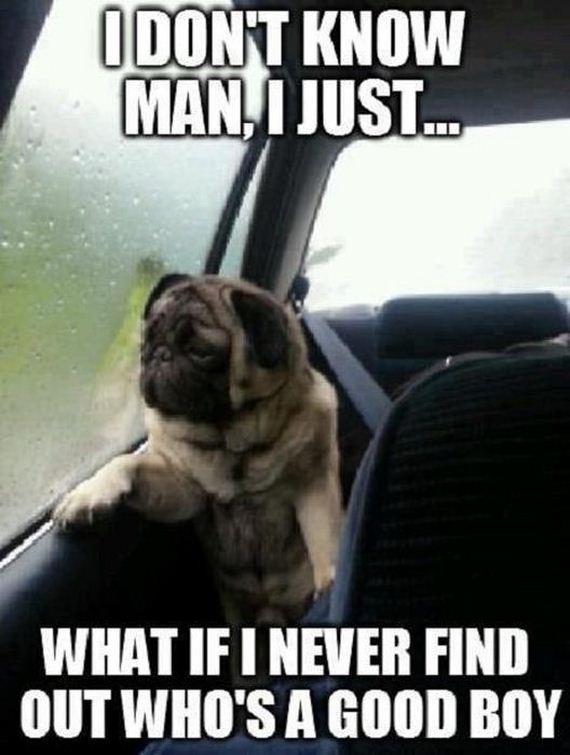 funny-pictures-330