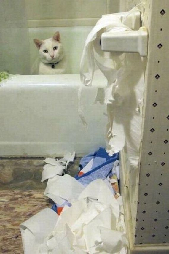funny-pictures-330