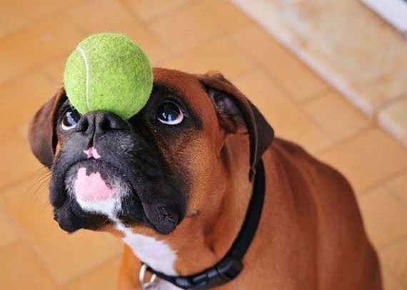 funny-pictures-330