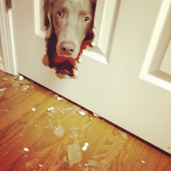 funny-pictures-330