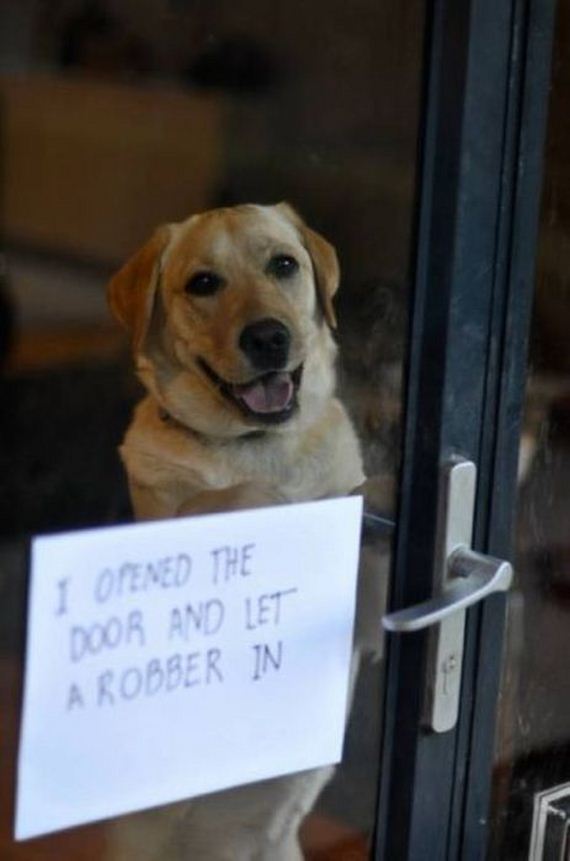 funny-pictures-332