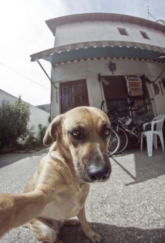 funny-pictures-332
