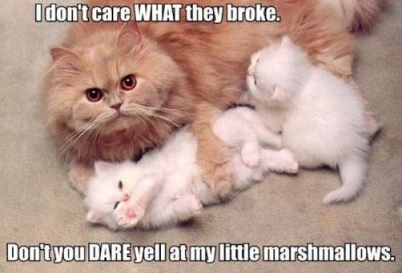 funny-pictures-332