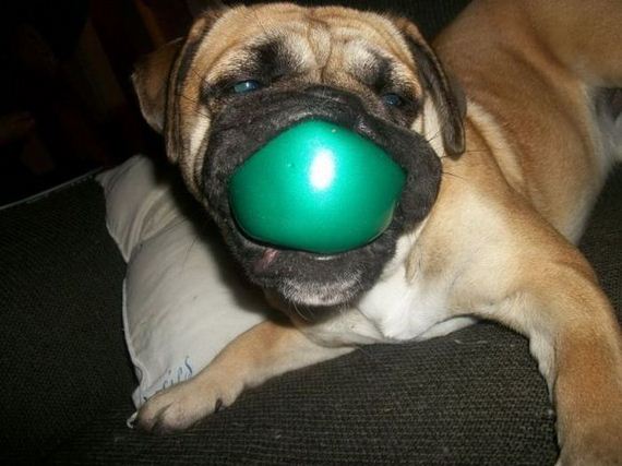 funny-pictures-332