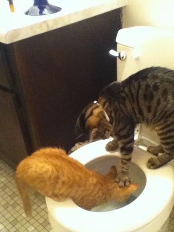 funny-pictures-333