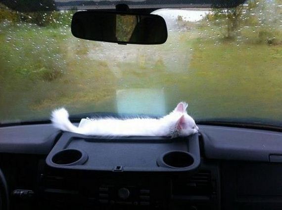 funny-pictures-333