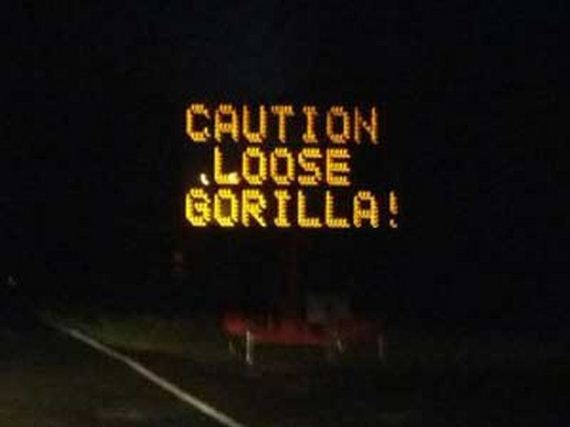 funny-pictures-334