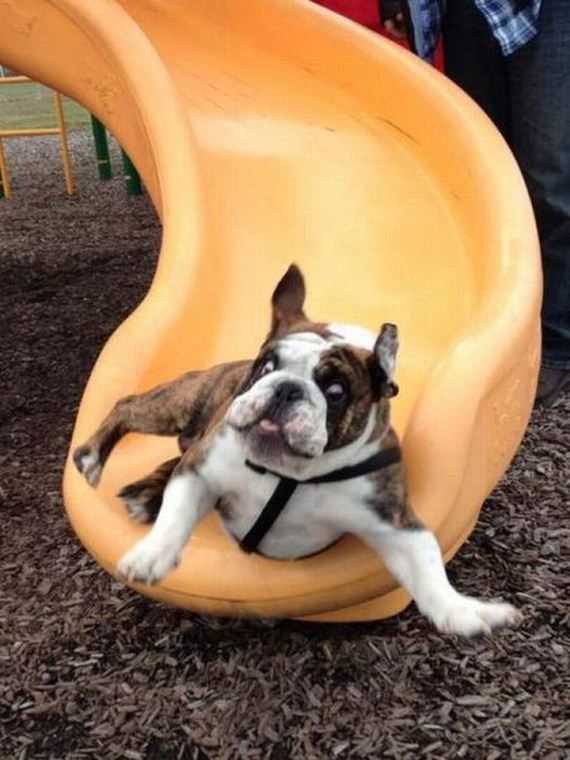 funny-pictures-334