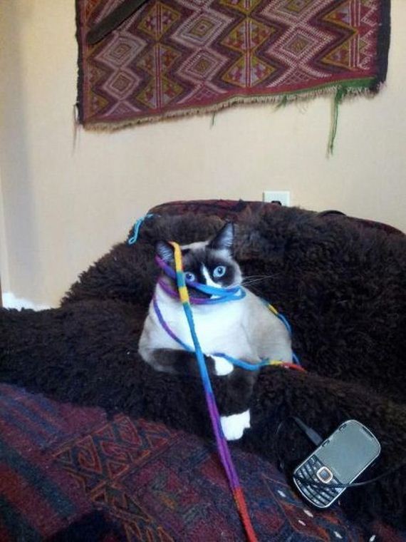 funny-pictures-334
