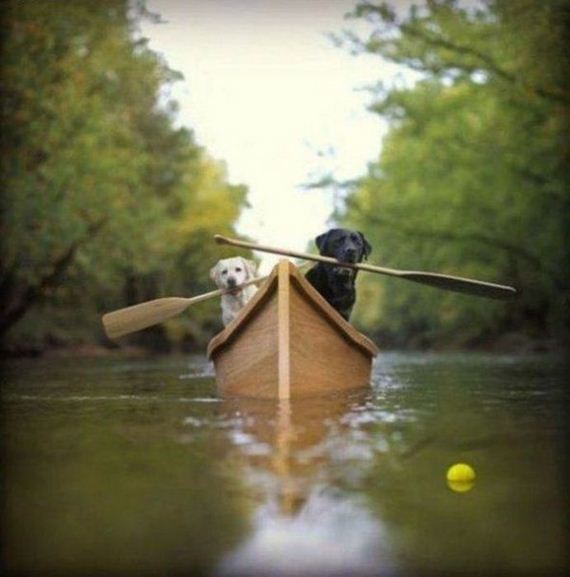 funny-pictures-335