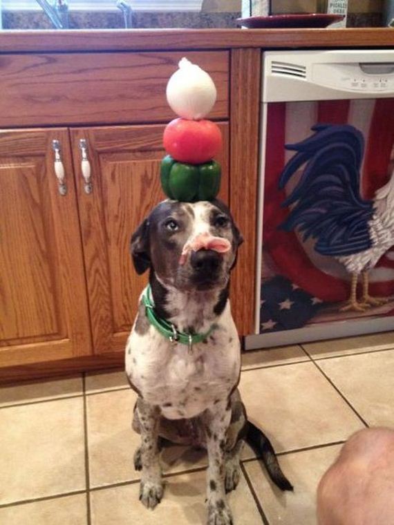 funny-pictures-335