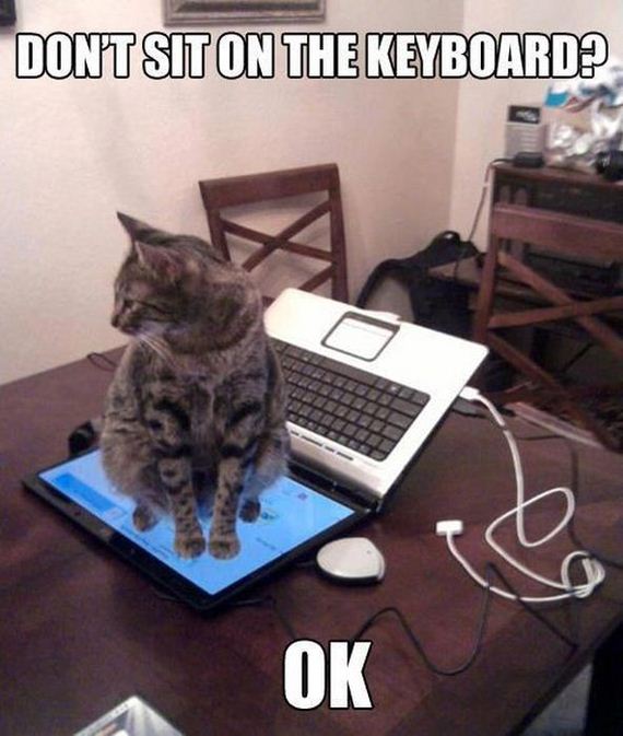 funny-pictures-335
