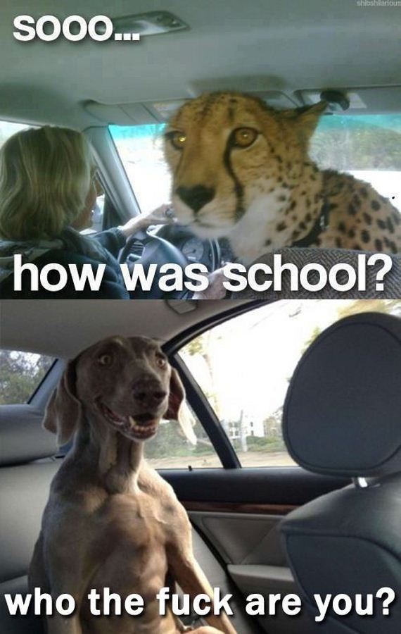 funny-pictures-337