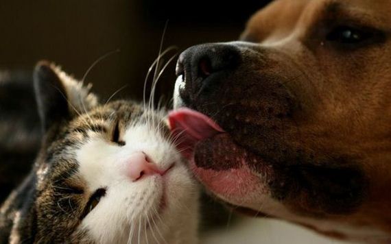 funny-pictures-337