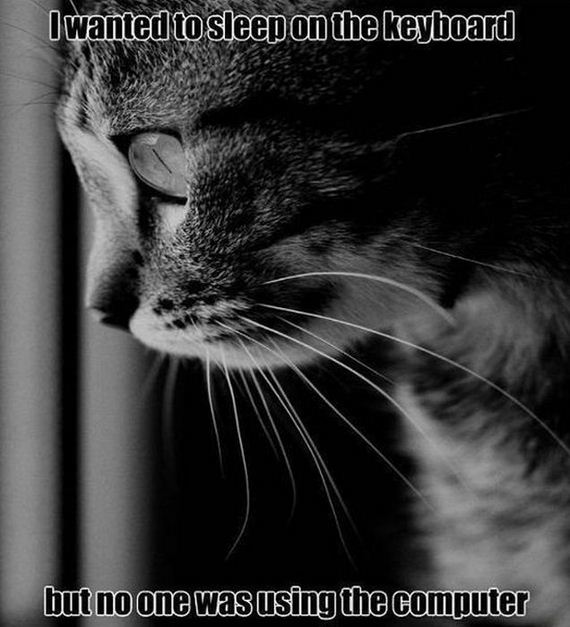 funny-pictures-338