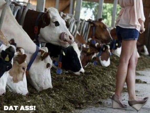 funny-pictures-338