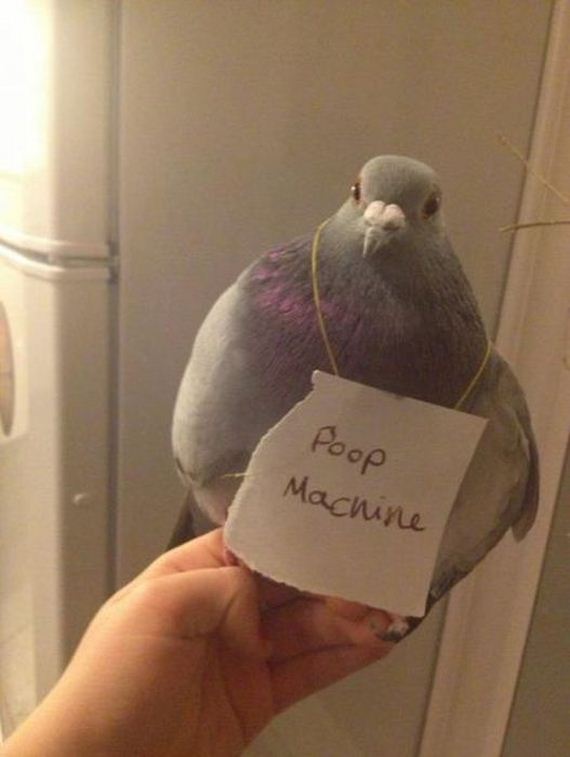 funny-pictures-338