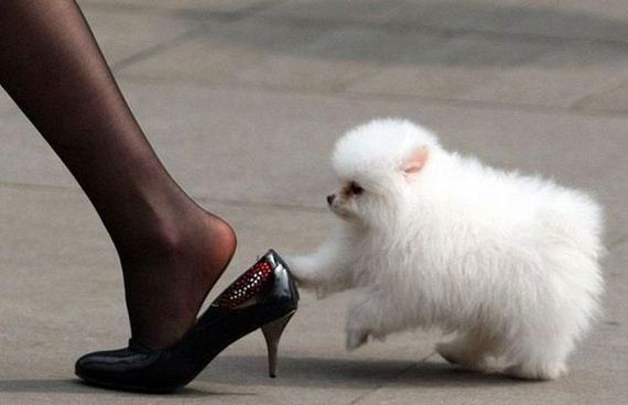 funny-pictures-338