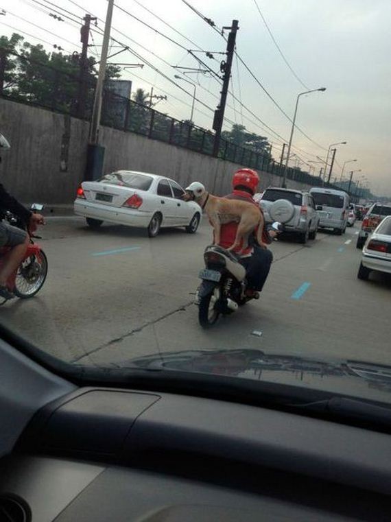 funny-pictures-338