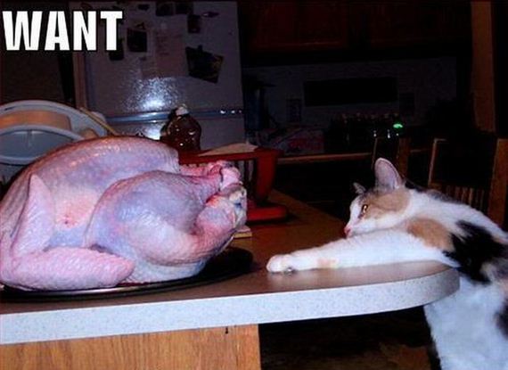 funny-pictures-338