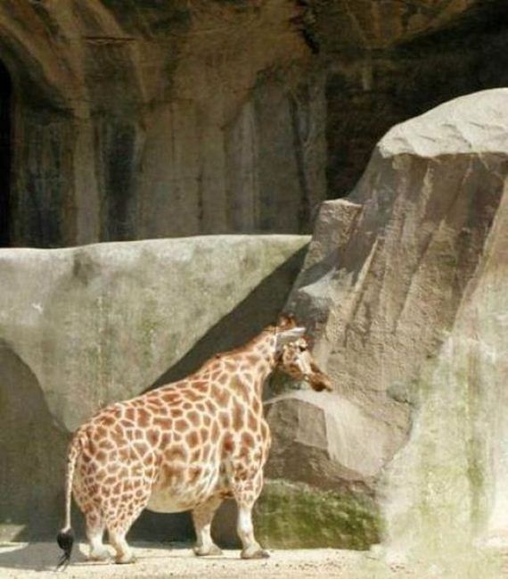 funny-pictures-339
