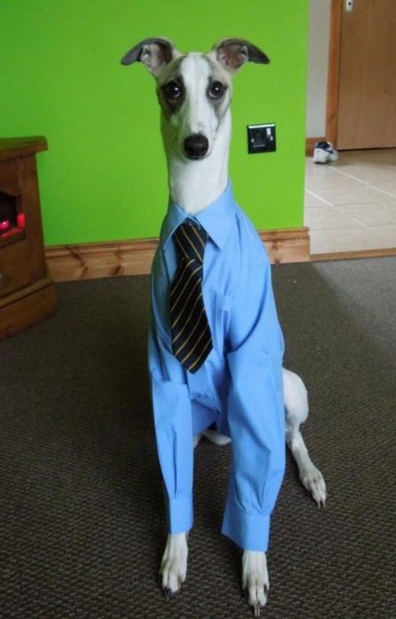 funny-pictures-339