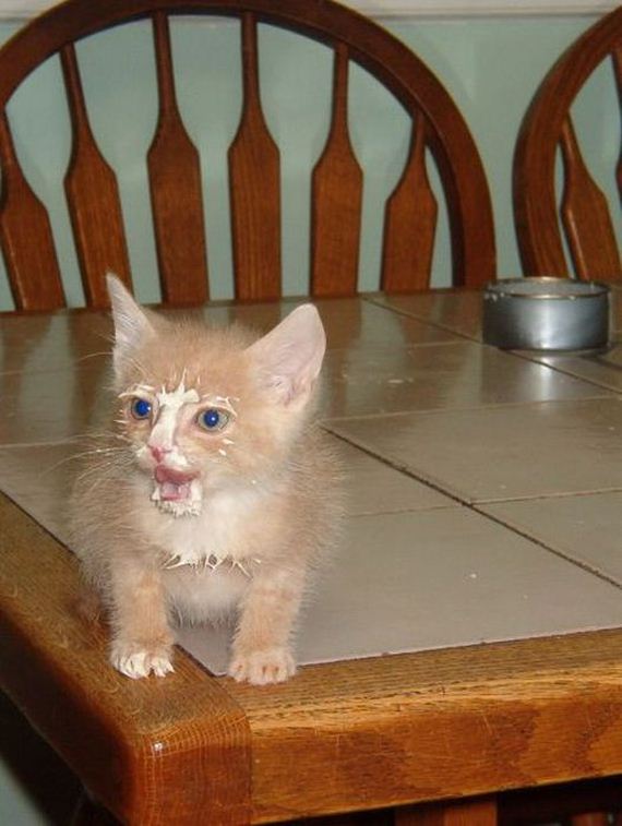 funny-pictures-339